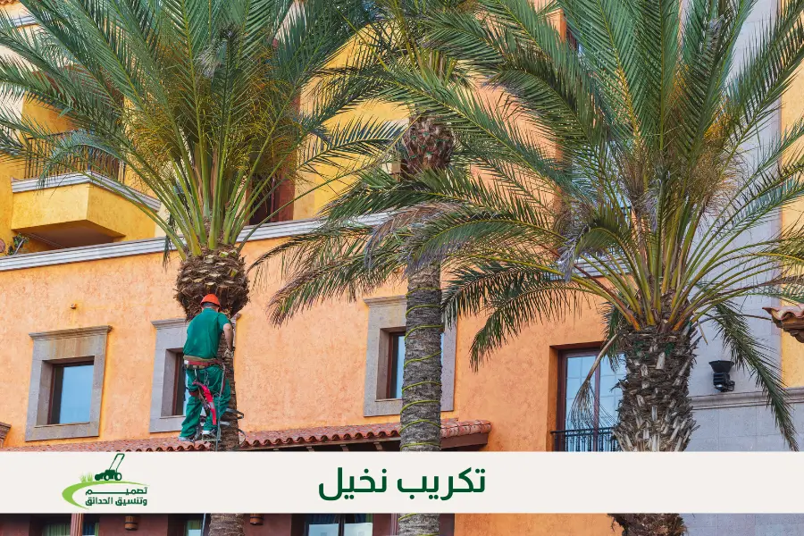 تكريب نخيل