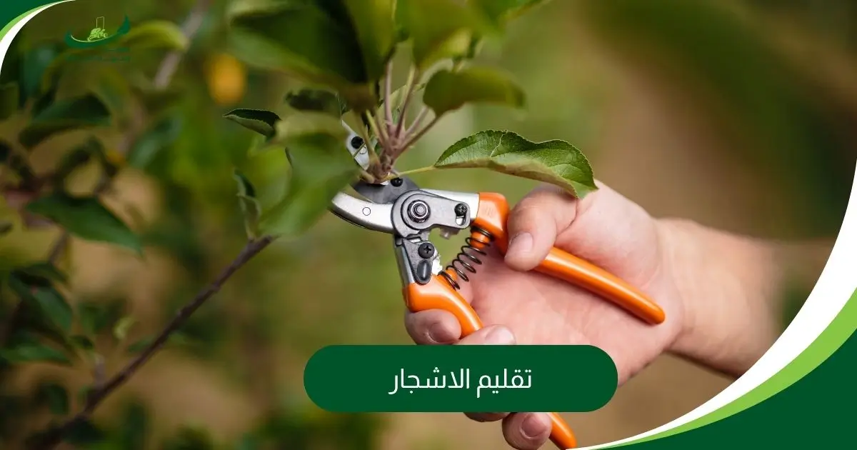 تقليم الاشجار
