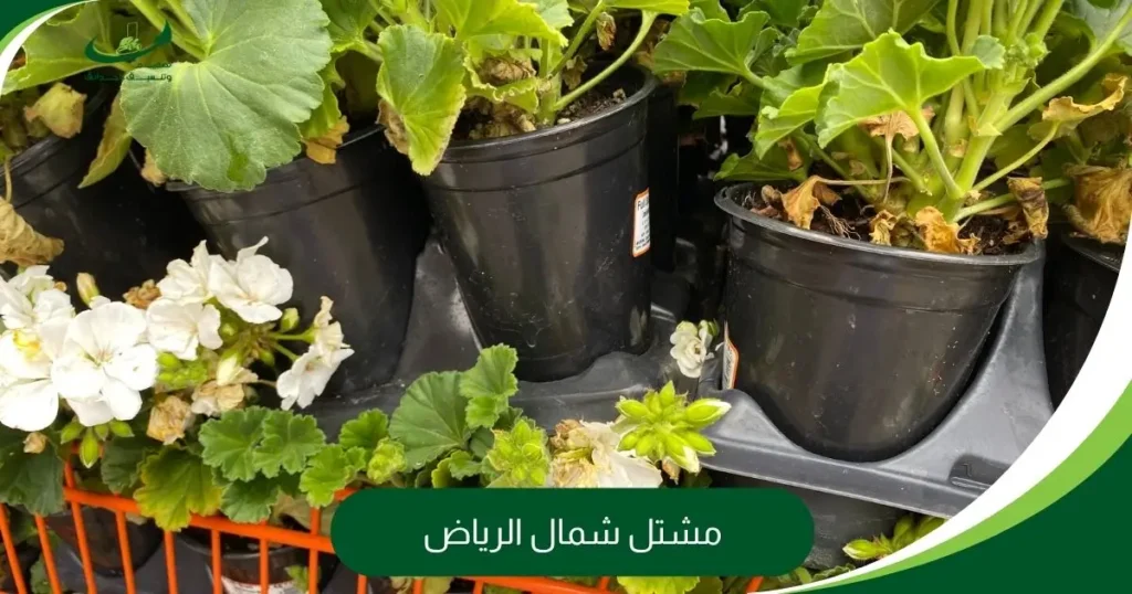 مشتل شمال الرياض
