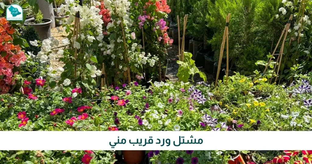 مشتل ورد قريب مني