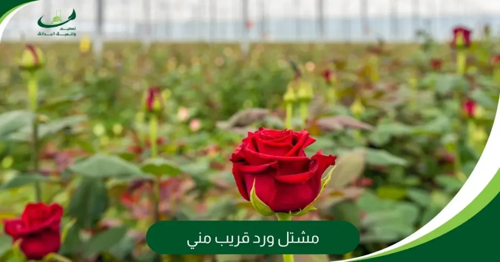 مشتل ورد قريب مني